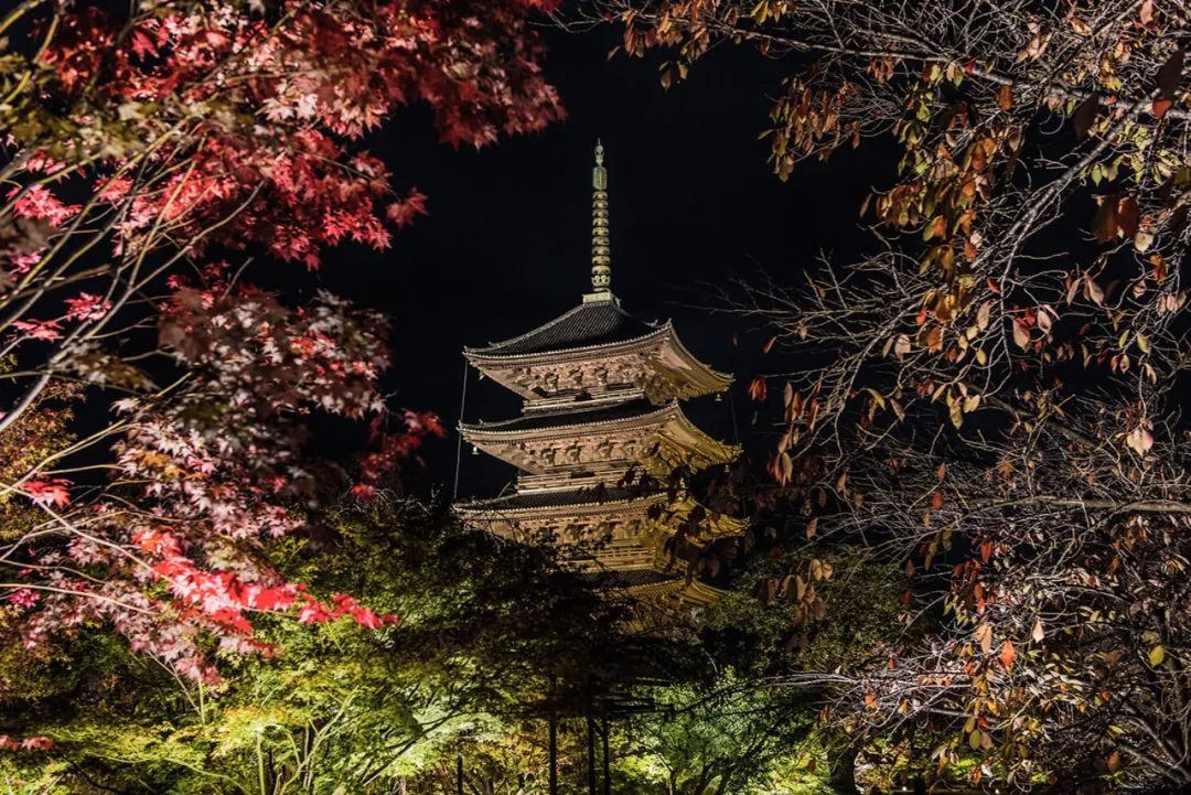 京都东寺|夜间特别拜观