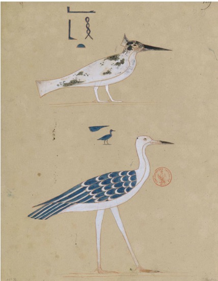 商博良，《埃及和努比亚》一书中的鸟类，1835-1845
