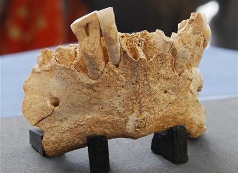 西班牙考古学家发现的“欧洲第一人”的下颌骨碎片化石