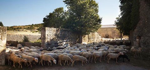 这里的山区是放牧的理想场所，这里出产的高山绵羊尤为著名